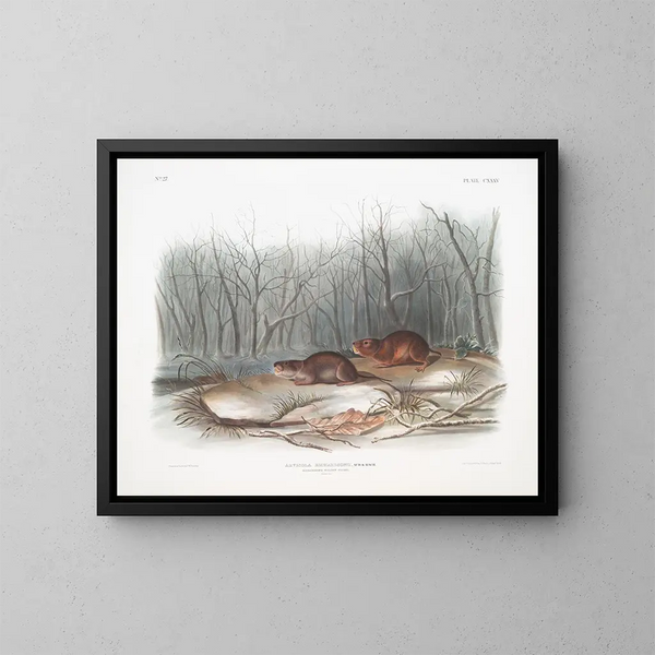 van het natuurlijke formaat Schilderij Prairie Mouse van Richardson - John Woodhouse Audubon — ingelijst kunstwerk aan de muur