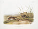 Grasmuizen met gele wangen op ware grootte - John Woodhouse Audubon — weergave van het kunstwerk