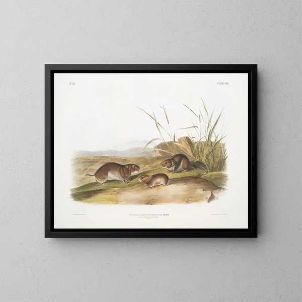 Grasmuizen met gele wangen op ware grootte - John Woodhouse Audubon — ingelijst kunstwerk aan de muur