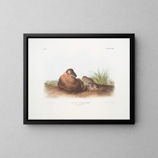 van een natuurlijke grootte van mannelijke en vrouwelijke dennenmuis - John Woodhouse Audubon — ingelijst kunstwerk aan de muur