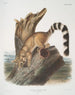 Bassaris astuta Bassaris à queue annelée Mannelijk op ware grootte - John Woodhouse Audubon — weergave van het kunstwerk