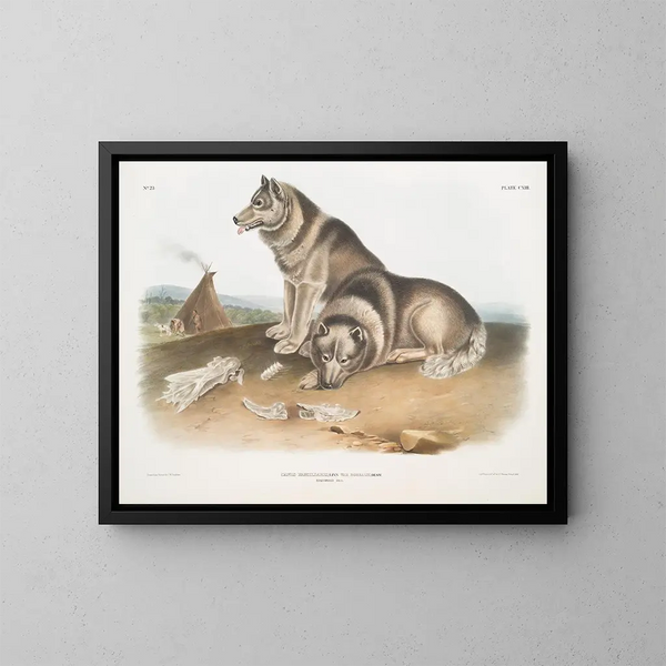Eskimohond - John Woodhouse Audubon — ingelijst kunstwerk aan de muur