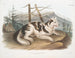 Hond van India - John Woodhouse Audubon — weergave van het kunstwerk