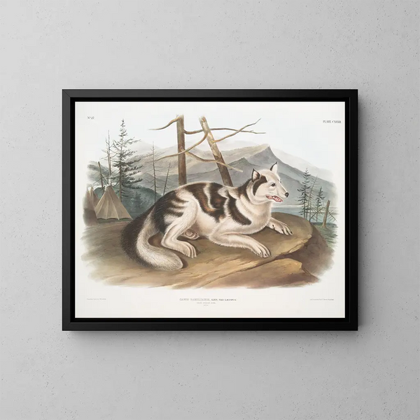 Hond van India - John Woodhouse Audubon — ingelijst kunstwerk aan de muur