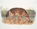 Loup rouge du Texas mâle - John Woodhouse Audubon — weergave van het kunstwerk