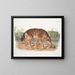 Loup rouge du Texas mâle - John Woodhouse Audubon — ingelijst kunstwerk aan de muur