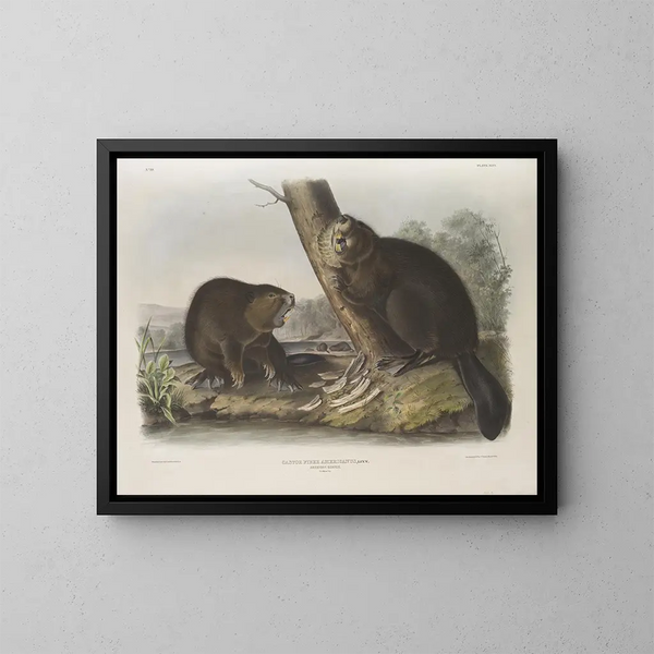 Castor américain - John Woodhouse Audubon — ingelijst kunstwerk aan de muur
