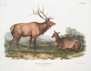 John Woodhouse Audubon - Cervus Canadensis American Elk Wapiti Deer Male and Female.webp