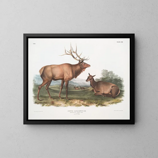 John Woodhouse Audubon - Cervus Canadensis American Elk Wapiti Deer Male and Female.webp