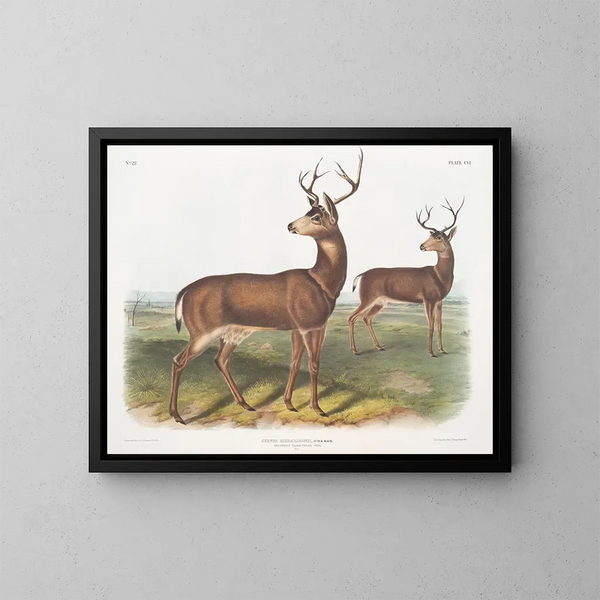 van de mannelijke hert van Columbia met zwarte staart door Richardson - John Woodhouse Audubon — ingelijst kunstwerk aan de muur