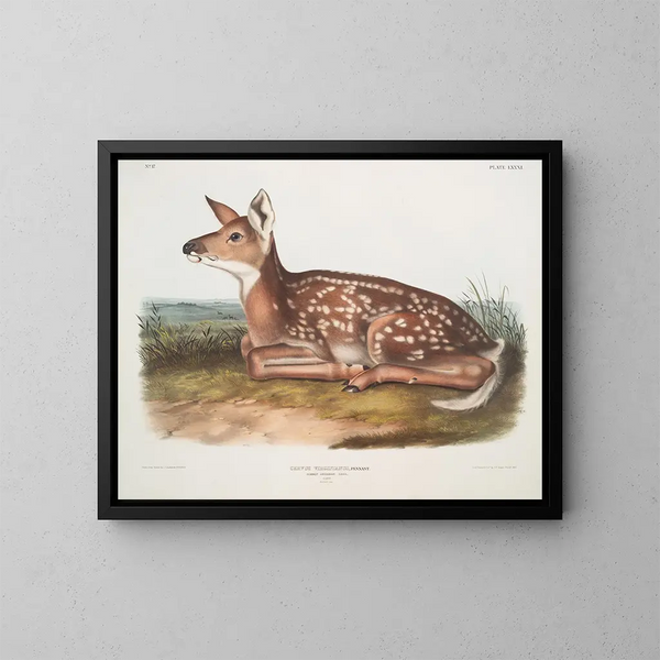 Hert van Virginie, kalf, natuurlijke grootte - John Woodhouse Audubon — ingelijst kunstwerk aan de muur