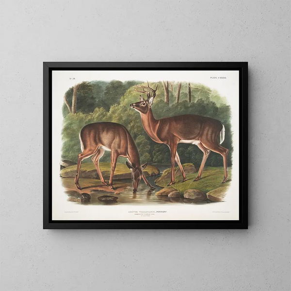 Virginiehert schilderij, mannetje en vrouwtje, oud - John Woodhouse Audubon — ingelijst kunstwerk aan de muur
