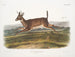 van een mannelijke langstaartreeuw - John Woodhouse Audubon — weergave van het kunstwerk