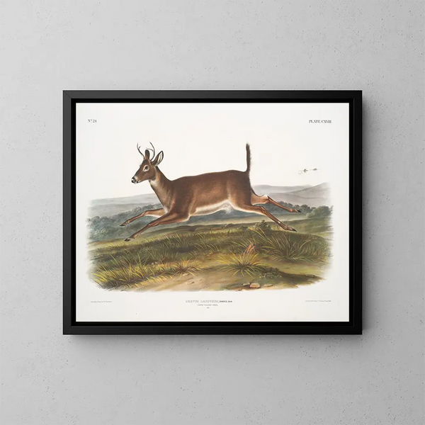 van een mannelijke langstaartreeuw - John Woodhouse Audubon — ingelijst kunstwerk aan de muur