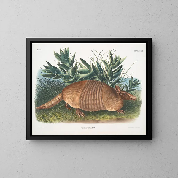 Tatou in nieuwe banden mannelijk natuurlijke maat - John Woodhouse Audubon — ingelijst kunstwerk aan de muur