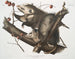 Opossum de Virginie femelle jonge man van 7 maanden natuurlijke grootte - John Woodhouse Audubon — weergave van het kunstwerk