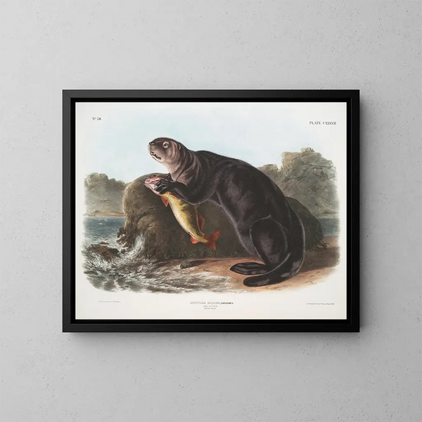 jonge mannelijke zeeotter - John Woodhouse Audubon — ingelijst kunstwerk aan de muur