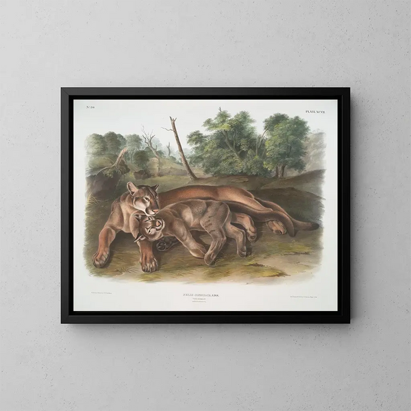van een jonge vrouwelijke puma - John Woodhouse Audubon — ingelijst kunstwerk aan de muur