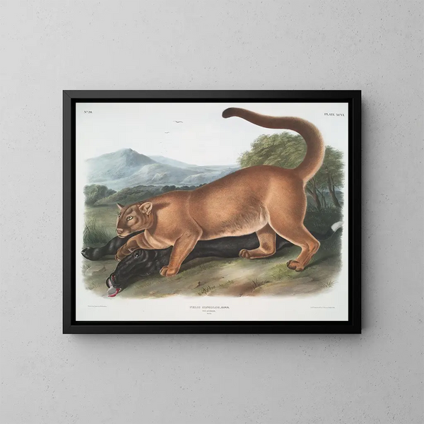De mannelijke puma - John Woodhouse Audubon — ingelijst kunstwerk aan de muur