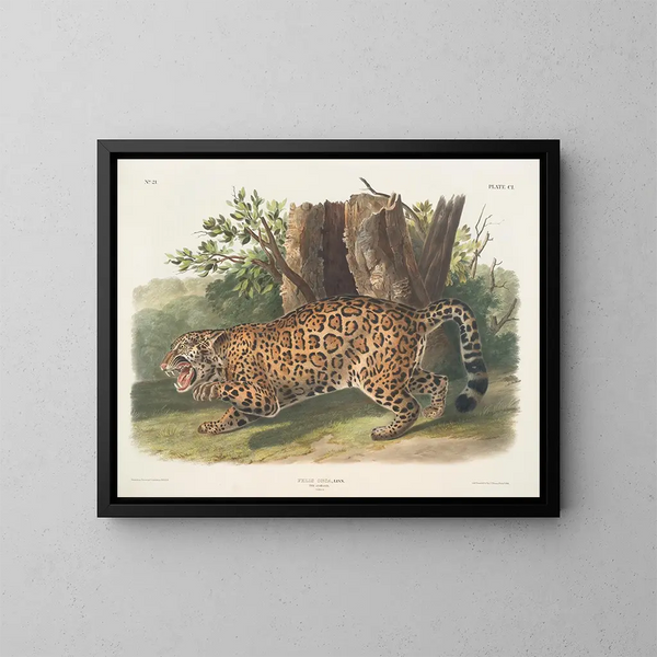Jaguar vrouwtje - John Woodhouse Audubon — ingelijst kunstwerk aan de muur