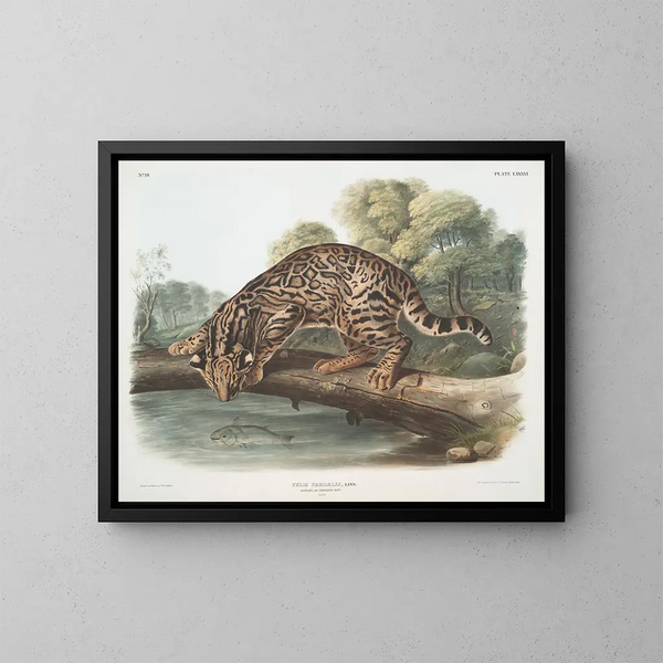 Ocelot of mannelijke luipaardkat - John Woodhouse Audubon — ingelijst kunstwerk aan de muur
