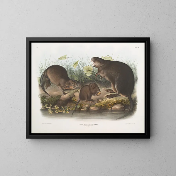 Rat musqué natuurlijk op ware grootte oud en jong - John Woodhouse Audubon — ingelijst kunstwerk aan de muur