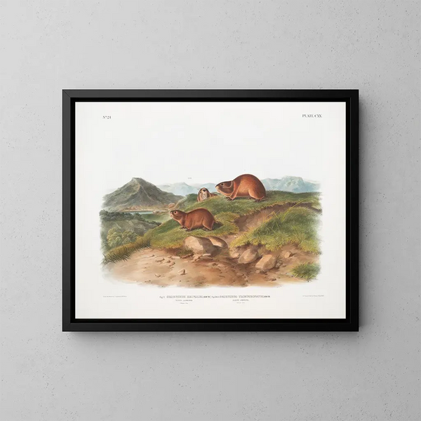 Lemming fauve Taille naturelle Lemming à trois cornes Taille naturelle - John Woodhouse Audubon — ingelijst kunstwerk aan de muur