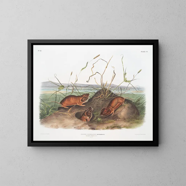 Ratten van Douglas de Columbia op ware grootte - John Woodhouse Audubon — ingelijst kunstwerk aan de muur