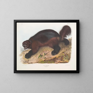 John Woodhouse Audubon - Gulo luscus Wolverine.webp