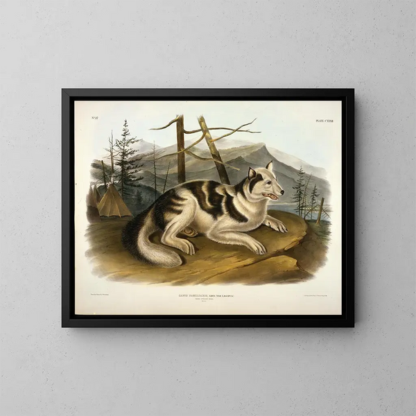 Hond van de Hare - John Woodhouse Audubon — ingelijst kunstwerk aan de muur