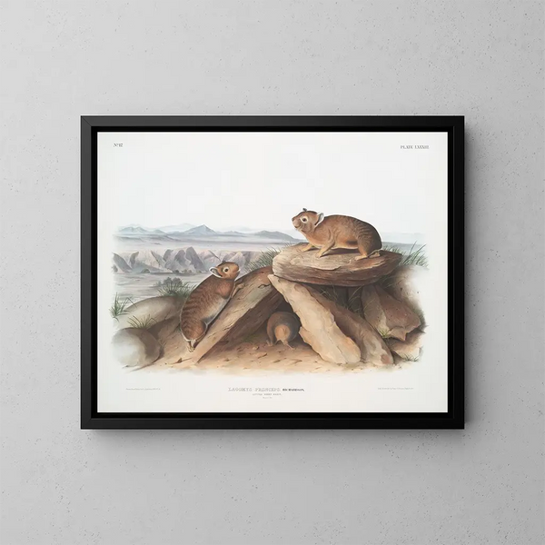 Lagomys princeps Kleine haas Chef Natuurlijke grootte - John Woodhouse Audubon — ingelijst kunstwerk aan de muur