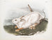 van de Amerikaanse haas, natuurlijke grootte, winter - John Woodhouse Audubon — weergave van het kunstwerk