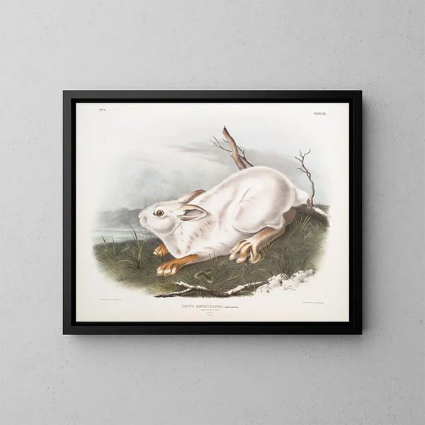 van de Amerikaanse haas, natuurlijke grootte, winter - John Woodhouse Audubon — ingelijst kunstwerk aan de muur