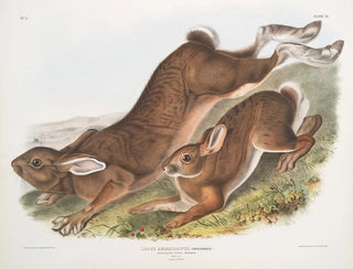 John Woodhouse Audubon - Lepus Americanus Northern Hare Summer Natural size 1 Male 2 Female.webp