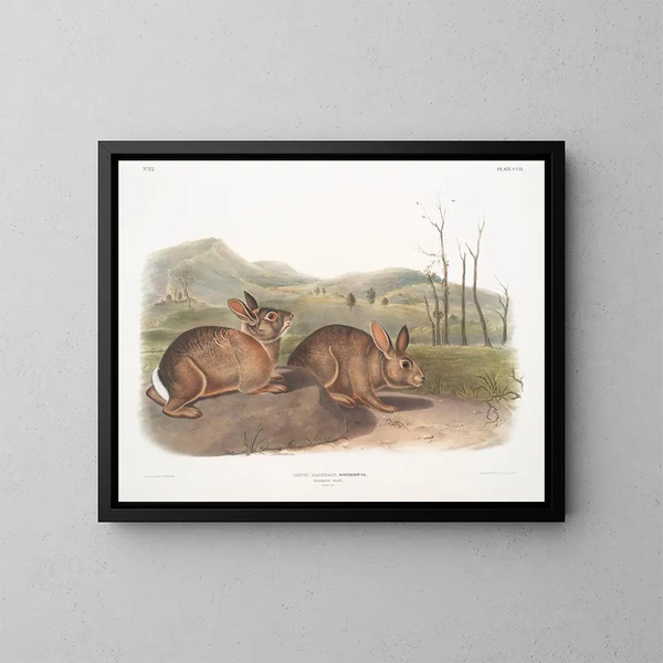 Haas van Bachman natuurlijke grootte - John Woodhouse Audubon — ingelijst kunstwerk aan de muur