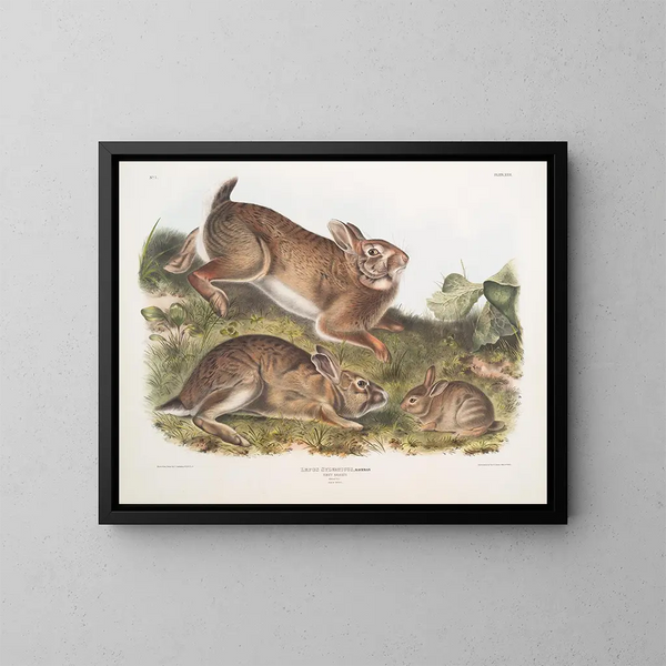 Lièvre sylvestre, lapin gris, taille naturelle, vieux et jeune - John Woodhouse Audubon — ingelijst kunstwerk aan de muur