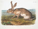 van een mannelijke Texaanse haas op ware grootte - John Woodhouse Audubon — weergave van het kunstwerk