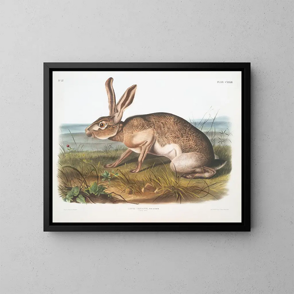 van een mannelijke Texaanse haas op ware grootte - John Woodhouse Audubon — ingelijst kunstwerk aan de muur