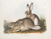 Lièvre de Townsend, bergkonijn, levensgrote, mannetje en vrouwtje - John Woodhouse Audubon — weergave van het kunstwerk