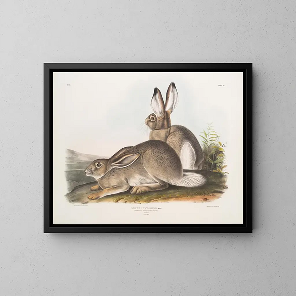 Lièvre de Townsend, bergkonijn, levensgrote, mannetje en vrouwtje - John Woodhouse Audubon — ingelijst kunstwerk aan de muur
