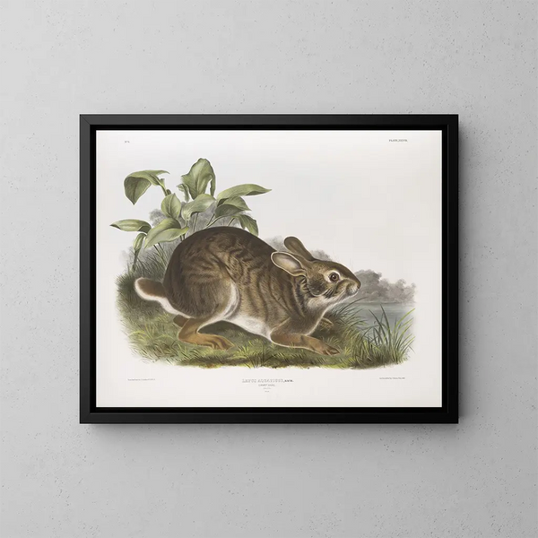 Waterhaas mannelijke natuurlijke grootte - John Woodhouse Audubon — ingelijst kunstwerk aan de muur