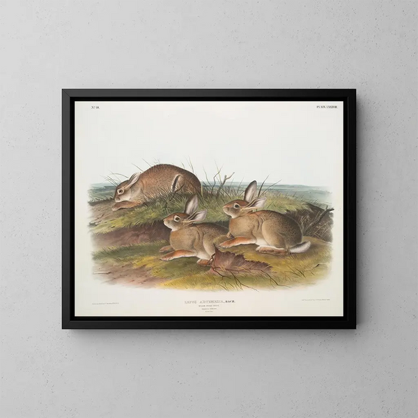 van het Lièvre artemisia-schilderij, hazen in warm hout, mannelijk en vrouwelijk, natuurlijke grootte - John Woodhouse Audubon — ingelijst kunstwerk aan de muur
