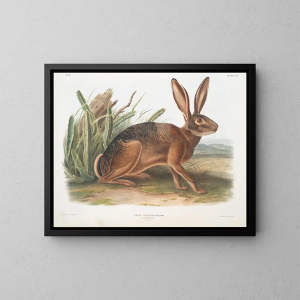 Californische haas op ware grootte - John Woodhouse Audubon — ingelijst kunstwerk aan de muur