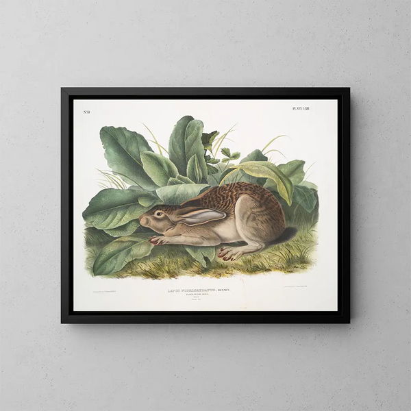 Zwartstaart haas mannelijke levensgrote - John Woodhouse Audubon — ingelijst kunstwerk aan de muur