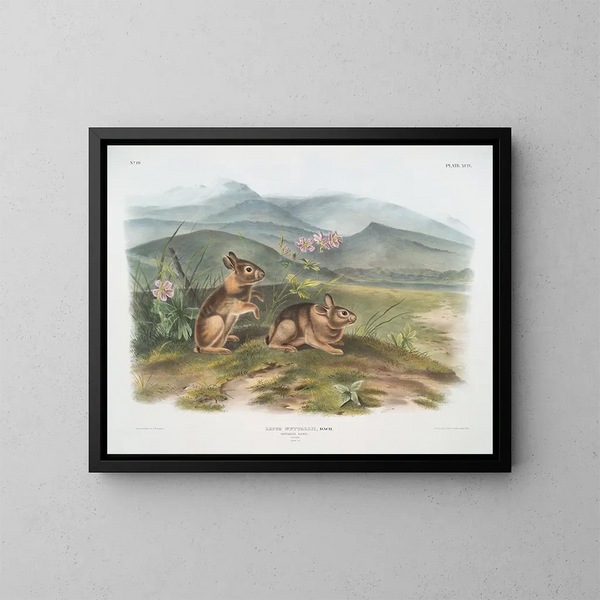 Lièvre de Nuttall mâle taille naturelle - John Woodhouse Audubon — ingelijst kunstwerk aan de muur