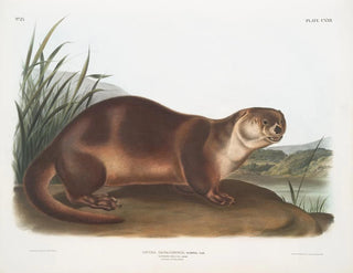 John Woodhouse Audubon - Lutra Canadensis Canada Otter Male.webp