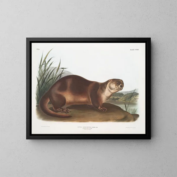 van de mannelijke Canadese otter - John Woodhouse Audubon — ingelijst kunstwerk aan de muur