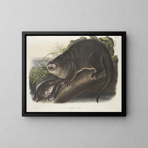 van de Canadese Otter op ware grootte man - John Woodhouse Audubon — ingelijst kunstwerk aan de muur