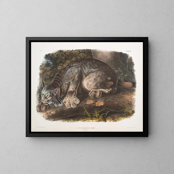 van de mannelijke lynx uit Canada - John Woodhouse Audubon — ingelijst kunstwerk aan de muur