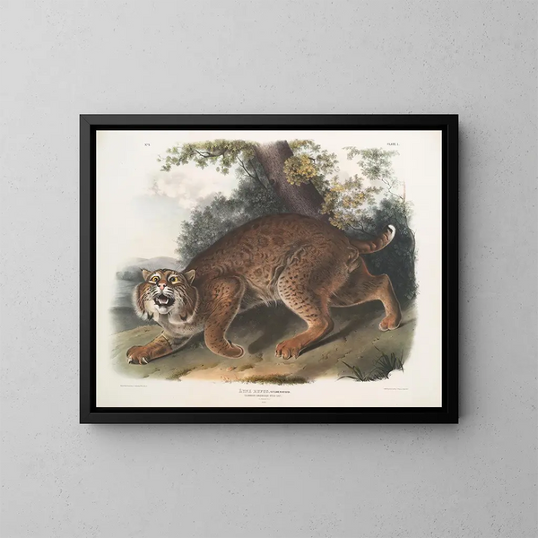 Lynx roux - John Woodhouse Audubon — ingelijst kunstwerk aan de muur